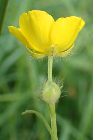 Ranunculus polyanthemoides \ Polyanthemushnlicher Hahnenfu, Verschiedenschnabeliger Hahnenfu / Buttercup, D Biebesheim 12.5.2018
