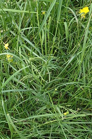 Ranunculus polyanthemoides \ Polyanthemushnlicher Hahnenfu, Verschiedenschnabeliger Hahnenfu / Buttercup, D Biebesheim 12.5.2018