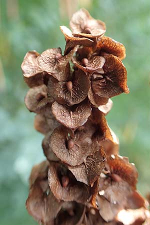 Rumex patientia \ Garten-Ampfer / Garden Dock, Patience Dock, D Mannheim 18.6.2018
