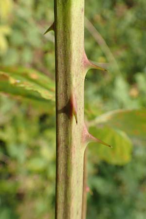Rubus perperus \ Trgerische Brombeere, Lgen-Brombeere / Deficient Bramble, D Odenwald, Fürth 5.7.2018