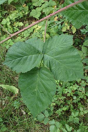 Rubus pruinosus \ Bereifte Haselblatt-Brombeere / Pruinose Bramble, D Birstein-Fischborn 30.7.2019
