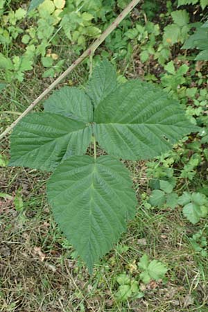 Rubus pruinosus \ Bereifte Haselblatt-Brombeere / Pruinose Bramble, D Birstein-Fischborn 30.7.2019