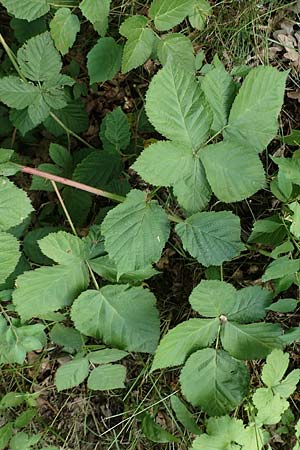 Rubus pruinosus \ Bereifte Haselblatt-Brombeere / Pruinose Bramble, D Birstein-Fischborn 30.7.2019