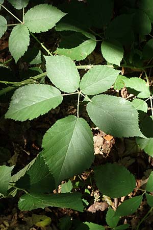 Rubus pyramidalis \ Pyramiden-Brombeere / Pyramidal Bramble, D Frankfurt-Lerchesberg 4.8.2019