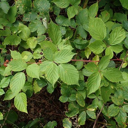 Rubus plicatus \ Falten-Brombeere / Plicate Bramble, D Karlsruhe 14.8.2019