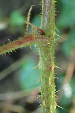 Rubus pedemontanus \ Trufelspitzen-Brombeere / Rust Bramble, D Karlsruhe 18.8.2019