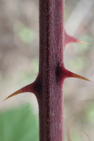 Rubus phyllostachys \ Durchbltterte Brombeere / Ear-Leaf Bramble, D Rheinstetten-Silberstreifen 18.8.2019