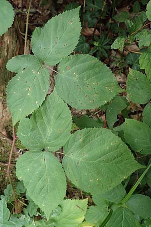 Rubus fabrimontanus \ Schmiedeberger Haselblatt-Brombeere / Schmiedeberg Bramble, D Bretten-Gölshausen 20.8.2019