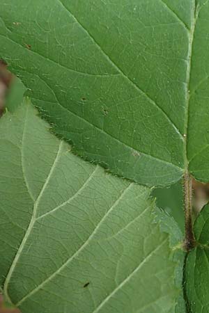 Rubus fabrimontanus \ Schmiedeberger Haselblatt-Brombeere / Schmiedeberg Bramble, D Bretten-Gölshausen 20.8.2019
