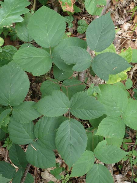 Rubus fabrimontanus \ Schmiedeberger Haselblatt-Brombeere / Schmiedeberg Bramble, D Bretten-Gölshausen 20.8.2019