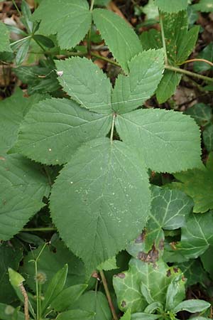 Rubus fabrimontanus \ Schmiedeberger Haselblatt-Brombeere / Schmiedeberg Bramble, D Bretten-Gölshausen 20.8.2019