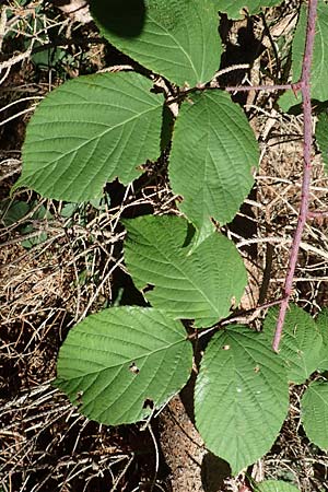 Rubus pedemontanus \ Trufelspitzen-Brombeere / Rust Bramble, D Schwarzwald/Black-Forest, Hornisgrinde 4.9.2019
