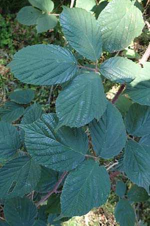 Rubus pedemontanus \ Trufelspitzen-Brombeere / Rust Bramble, D Schwarzwald/Black-Forest, Hornisgrinde 4.9.2019