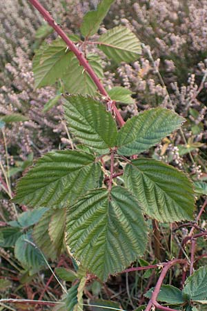 Rubus phyllostachys \ Durchbltterte Brombeere / Ear-Leaf Bramble, D Mehlinger Heide 10.9.2019