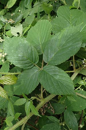 Rubus pallidus \ Bleiche Brombeere / Pale Bramble, D Steinau an der Straße-Seidenroth 20.6.2020