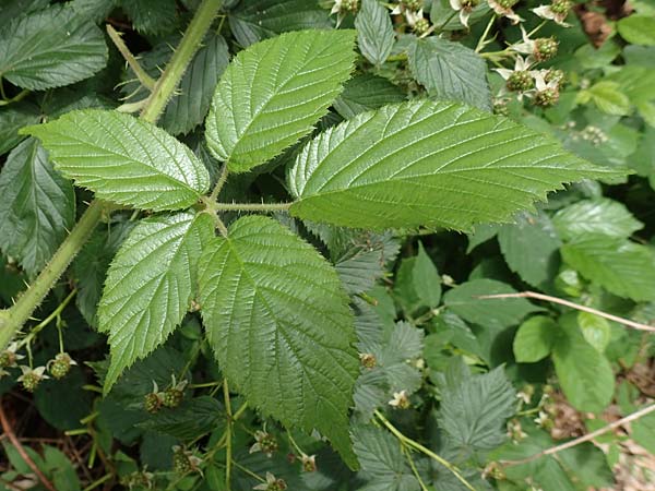 Rubus pallidus \ Bleiche Brombeere / Pale Bramble, D Steinau an der Straße-Seidenroth 20.6.2020