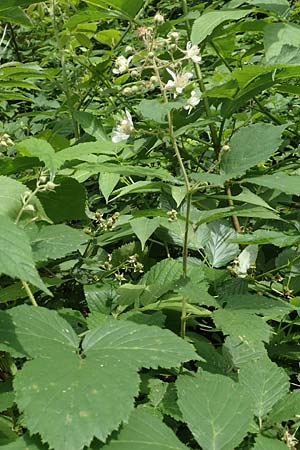 Rubus pallidus \ Bleiche Brombeere / Pale Bramble, D Steinau an der Straße-Seidenroth 20.6.2020