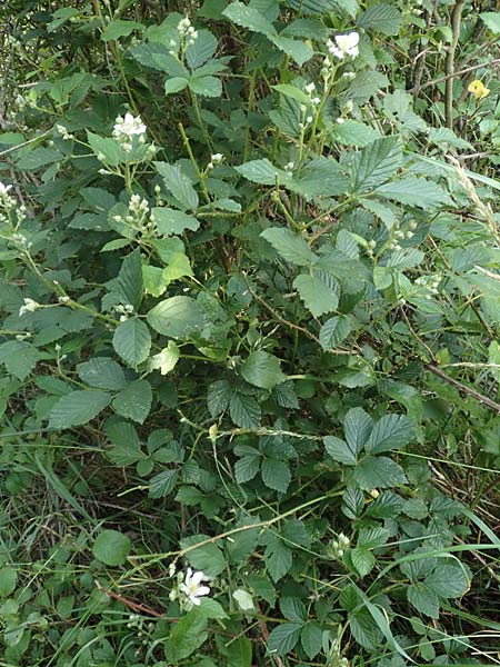 Rubus specG ? \ Brombeere, D Eschenburg-Simmersbach 21.6.2020