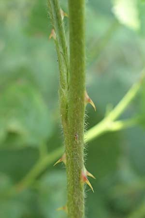 Rubus specG ? \ Brombeere, D Eschenburg-Simmersbach 21.6.2020