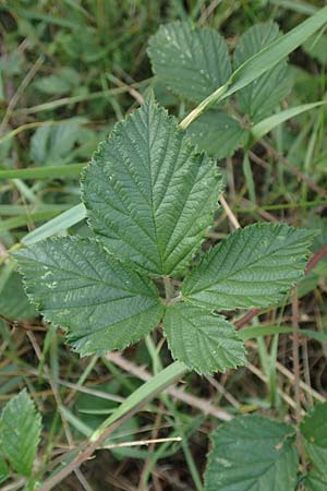 Rubus specG ? \ Brombeere, D Eschenburg-Simmersbach 21.6.2020