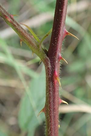 Rubus specG ? \ Brombeere, D Eschenburg-Simmersbach 21.6.2020