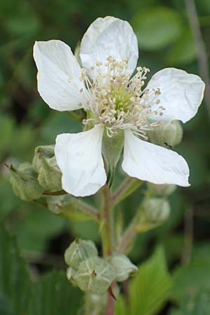 Rubus specG ? \ Brombeere, D Eschenburg-Simmersbach 21.6.2020