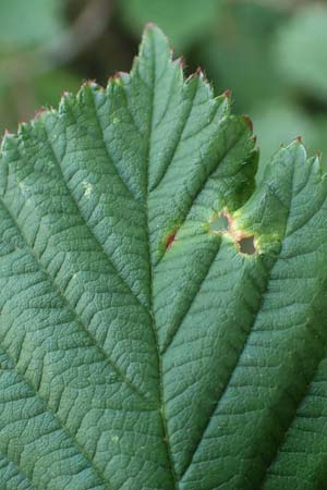 Rubus specG ? \ Brombeere, D Eschenburg-Simmersbach 21.6.2020
