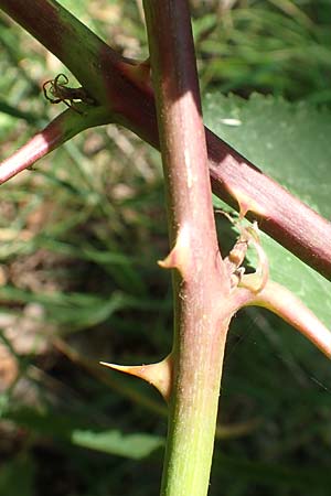 Rubus perperus \ Trgerische Brombeere, Lgen-Brombeere / Deficient Bramble, D Baunatal-Altenritte 29.7.2020