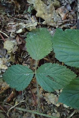 Rubus pannosus \ Dichtfilzige Brombeere, Pelzige Brombeere / Felty Bramble, D Gedern-Oberseemen 30.7.2020