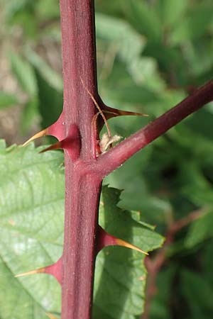 Rubus pericrispatus \ Wellige Brombeere / Undulate Bramble, D Frankfurt-Niederrad 19.8.2020