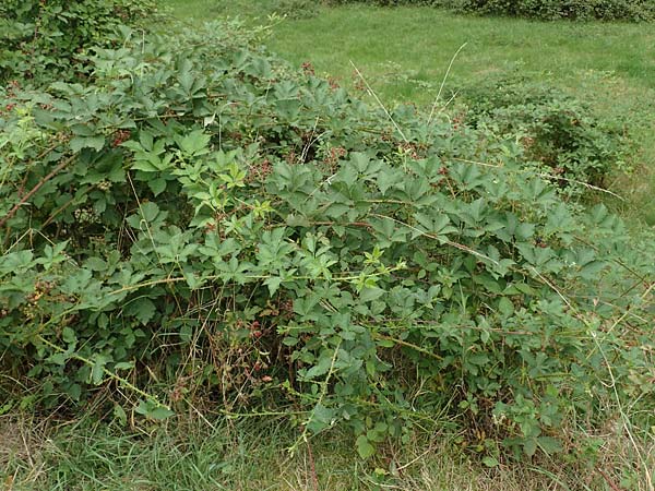 Rubus pericrispatus \ Wellige Brombeere / Undulate Bramble, D Odenwald, Rimbach 27.8.2020