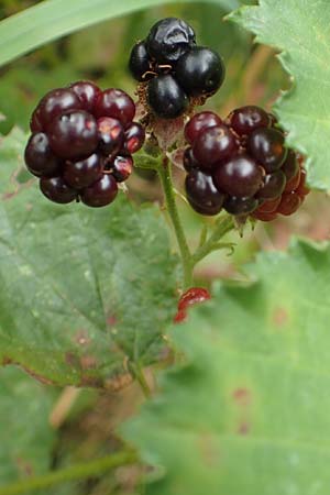 Rubus pericrispatus \ Wellige Brombeere / Undulate Bramble, D Odenwald, Rimbach 27.8.2020