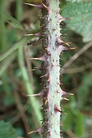 Rubus parahebecarpus \ Rheinlndische Haselblatt-Brombeere, Verwechselte Haselblatt-Brombeere / Rheinland Bramble, D Herne 9.9.2020
