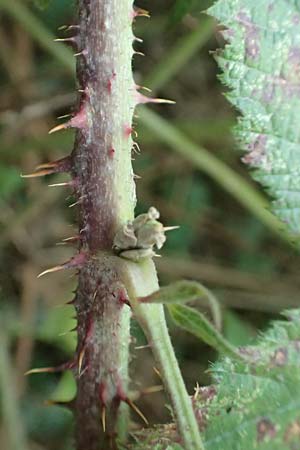 Rubus parahebecarpus \ Rheinlndische Haselblatt-Brombeere, Verwechselte Haselblatt-Brombeere / Rheinland Bramble, D Herne 9.9.2020