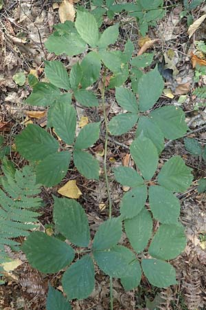 Rubus pyramidalis \ Pyramiden-Brombeere / Pyramidal Bramble, D Krickenbecker Seen 10.9.2020