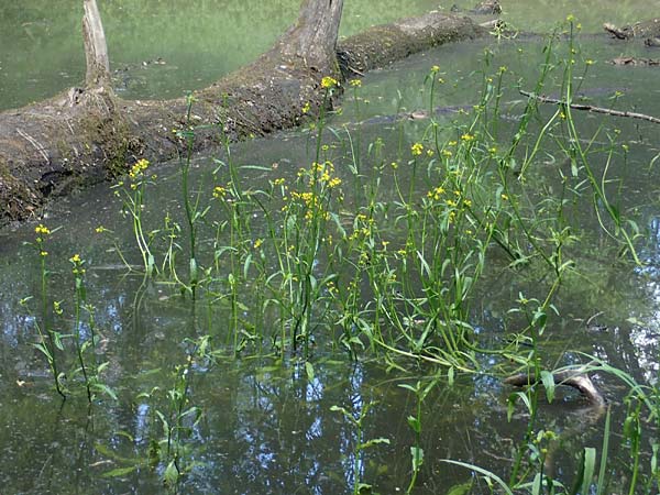 Rorippa amphibia \ Wasser-Kresse / Great Yellow-Cress, D Groß-Gerau 29.5.2021