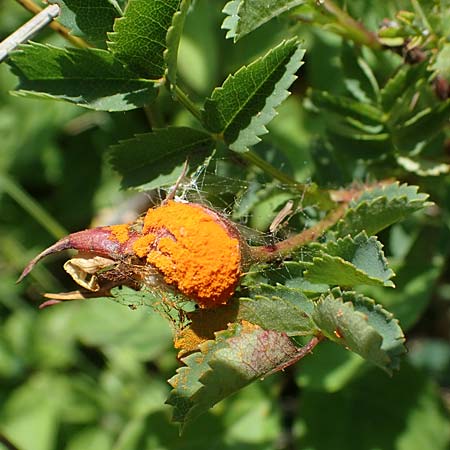 Rosa spinosissima \ Bibernellblttrige Rose, D Grünstadt-Asselheim 16.6.2021