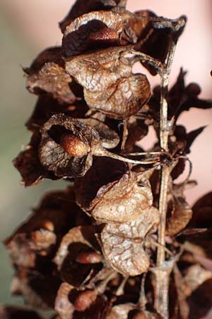 Rumex patientia \ Garten-Ampfer / Garden Dock, Patience Dock, D Schifferstadt 12.8.2022
