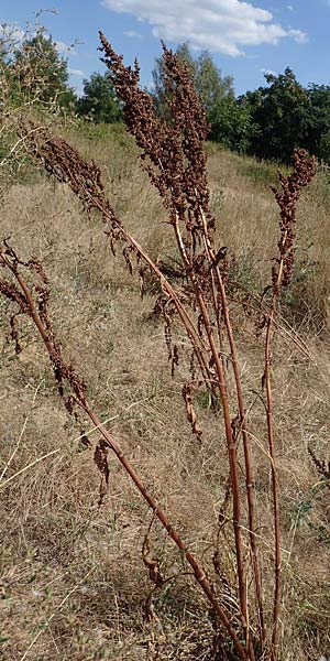 Rumex patientia \ Garten-Ampfer / Garden Dock, Patience Dock, D Schifferstadt 12.8.2022