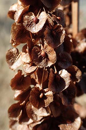 Rumex patientia \ Garten-Ampfer / Garden Dock, Patience Dock, D Mannheim 13.8.2022
