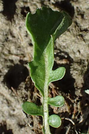 Rorippa palustris \ Gewhnliche Sumpfkresse / Marsh Yellow-Cress, D Altrip 16.10.2023