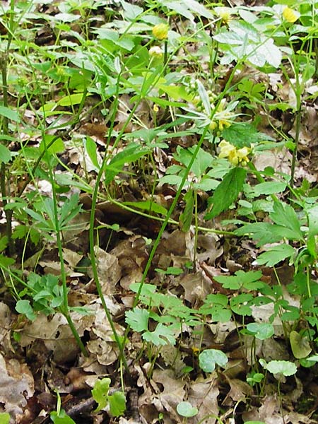 Ranunculus geraniiformis \ Storchschnabelartiger Gold-Hahnenfu / Geranium-Like Goldilocks, D Werneck 9.5.2015