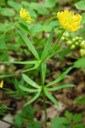 Ranunculus geraniiformis \ Storchschnabelartiger Gold-Hahnenfu / Geranium-Like Goldilocks, D Werneck 9.5.2015