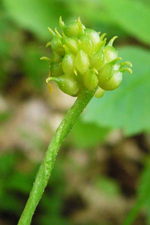 Ranunculus geraniiformis \ Storchschnabelartiger Gold-Hahnenfu / Geranium-Like Goldilocks, D Werneck 9.5.2015