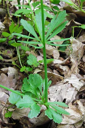 Ranunculus geraniiformis \ Storchschnabelartiger Gold-Hahnenfu / Geranium-Like Goldilocks, D Werneck 9.5.2015
