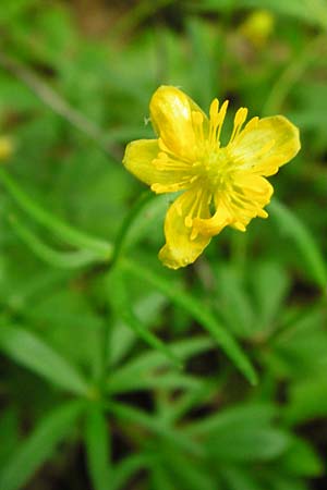 Ranunculus geraniiformis \ Storchschnabelartiger Gold-Hahnenfu / Geranium-Like Goldilocks, D Werneck 9.5.2015