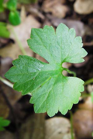 Ranunculus geraniiformis \ Storchschnabelartiger Gold-Hahnenfu / Geranium-Like Goldilocks, D Werneck 9.5.2015