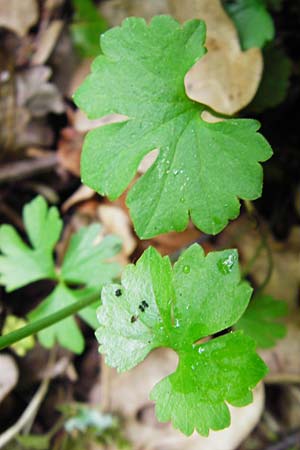 Ranunculus geraniiformis \ Storchschnabelartiger Gold-Hahnenfu / Geranium-Like Goldilocks, D Werneck 9.5.2015