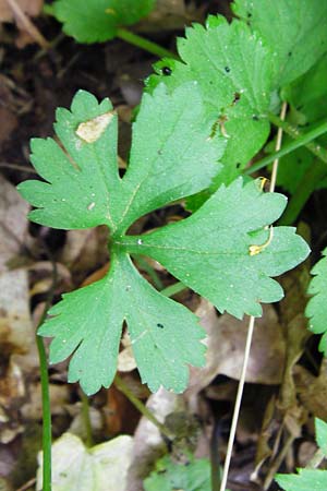Ranunculus geraniiformis \ Storchschnabelartiger Gold-Hahnenfu / Geranium-Like Goldilocks, D Werneck 9.5.2015