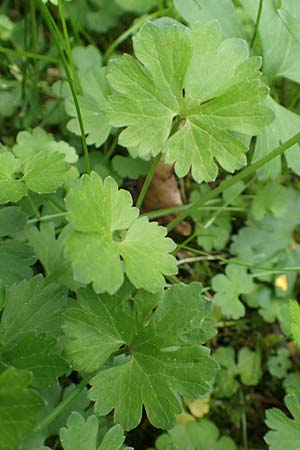 Ranunculus ripuaricus \ Ripuarier-Gold-Hahnenfu / Ripuarian Goldilocks, D Bonn Petersberg 23.4.2017